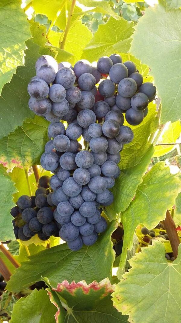 Les graves de Broc rouge 75cl. – Image 5