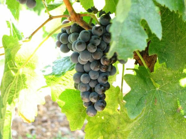 Les graves de Broc rouge 75cl. – Image 6