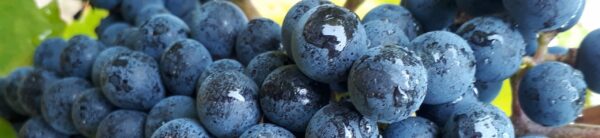 Les graves de Broc rouge 75cl. – Image 4
